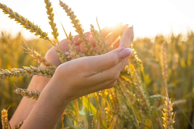 Closeup woman39s hands hold ears of wheat rye in a wheat rye field A woman39s hand holds ripe ears of cereals on a blurred background of a grain field The concept of harvesting food security