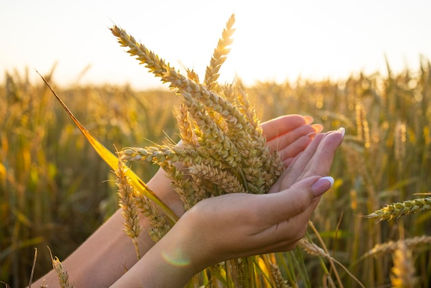 Closeup woman39s hands hold ears of wheat rye in a wheat rye field A woman39s hand holds ripe ears of cereals on a blurred background of a grain field The concept of harvesting food security