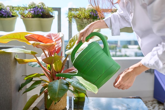 Photo closeup of womans hand watering red philodendron in pot with watering can