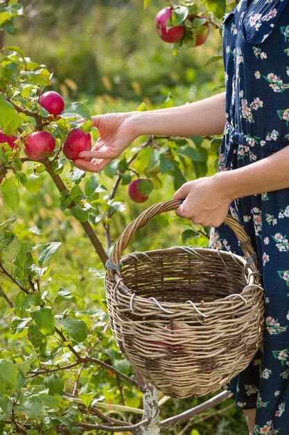 Closeup of womans hands holding basket and picking fresh organic red apples from a tree on garden