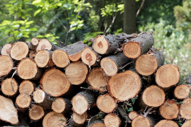 Closeup of wood chunks chopped as firewood lying on the ground Wooden logs lying on the ground outdoors