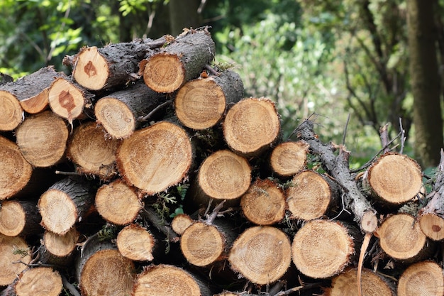 Closeup of wood chunks chopped as firewood lying on the ground Wooden logs lying on the ground outdoors