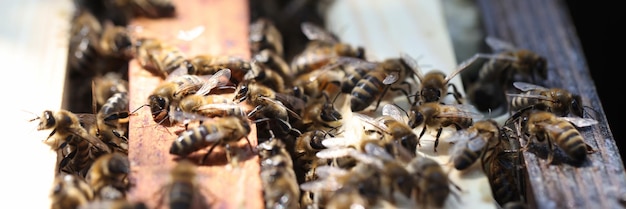 Closeup of worker bees bringing pollen to hive on paws honey is product of beekeeping