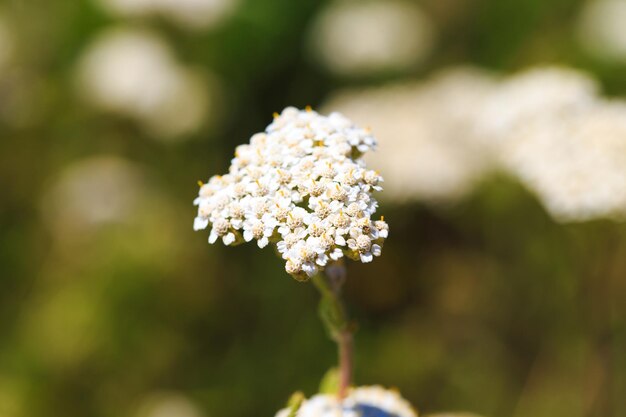 Closeup of a yarrow flower Yarrow Achillea blooms in the wild among grasses Medical herb