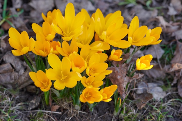 Closeup of yellow crocus flavus flowers growing in a garden from above Beautiful bright bunch of plants blooming in a backyard Primrose plants flowering grown as decoration for outdoor landscaping