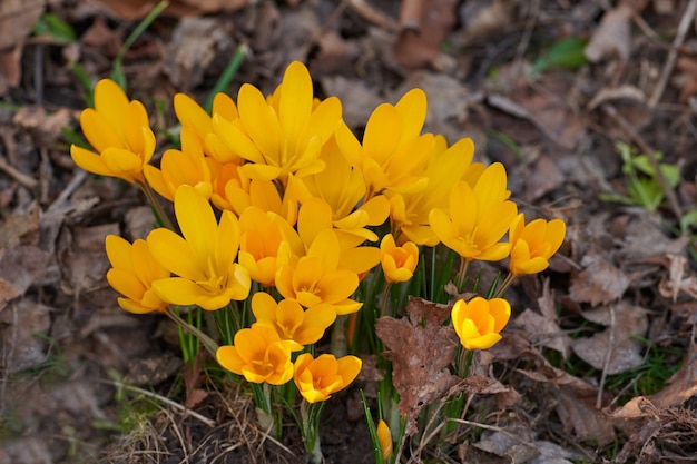 Closeup of yellow crocus flowers growing in soil in a garden Beautiful bright bunch blooming in a backyard Crocus flavus or primerose flowering plants grown as decoration for outdoor landscaping