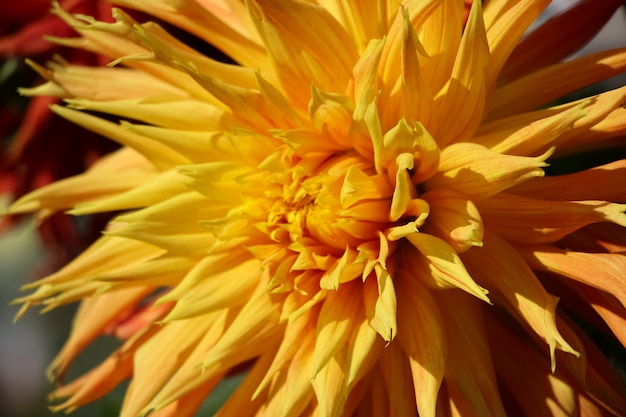 closeup of yellow dahlia in botanical garden