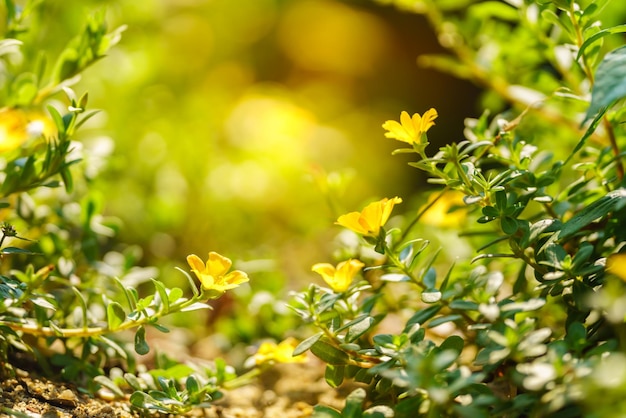 Closeup of yellow flower and green leaf under sunlight with copy space using as background natural plants landscape ecology wallpaper concept