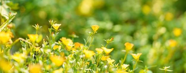 Closeup of yellow flower and green leaf under sunlight with copy space using as background natural plants landscape ecology wallpaper concept