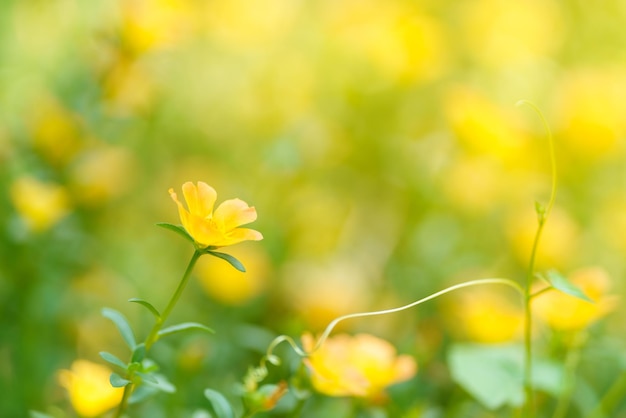 Closeup of yellow flower under sunlight with copy space using as background natural plants landscape ecology wallpaper cover page concept