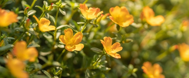 Closeup of yellow flower under sunlight with copy space using as background natural plants landscape ecology wallpaper cover page concept