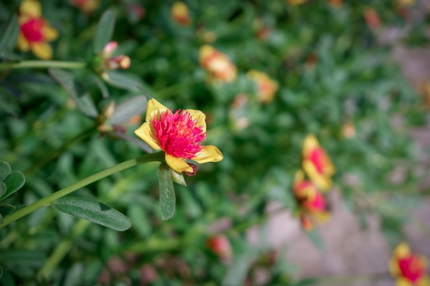 Closeup of the Yellow Flower with Red stamens in green leaves background