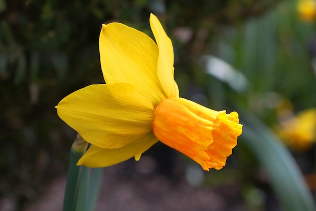 Closeup of a yellow flowering daffodil in the park