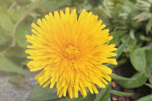 Closeup of a yellow flowering dandelion flower in a meadow