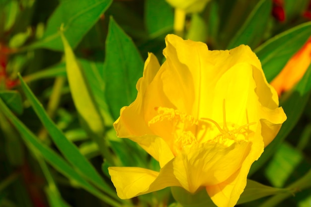 Closeup of a yellow flowering flower in the park in the spring