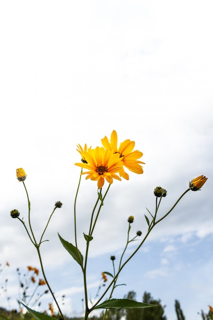 Closeup of a yellow flowers