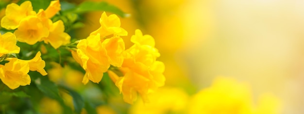 Closeup of yellow flowerwith green leaf under sunlight with copy space using as background natural plants landscape ecology cover page concept