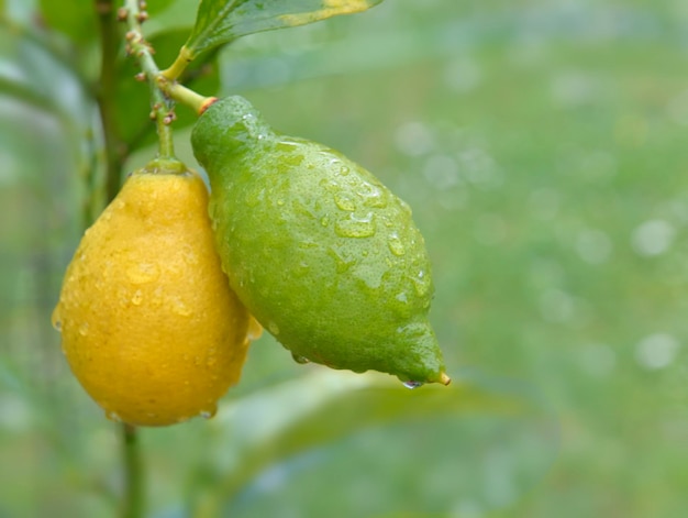 Closeup on yellow and green lemons growing in the tree covered with drops in a garden