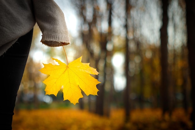 Closeup of yellow maple tree leaf in hand in autumnal mood outdoor