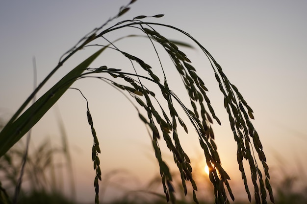 Closeup of yellow paddy rice field with golden sunset in autumn Shallow DOF and selective focus Sunset background