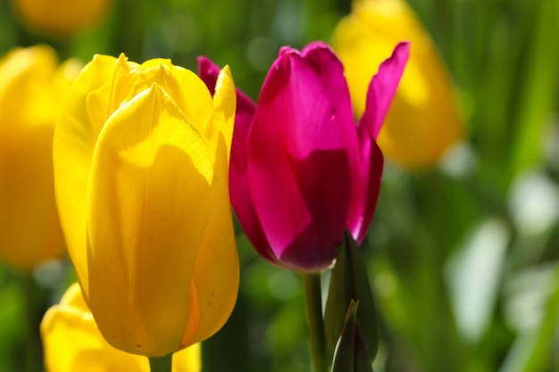 closeup of yellow and pink tulips with selective focus