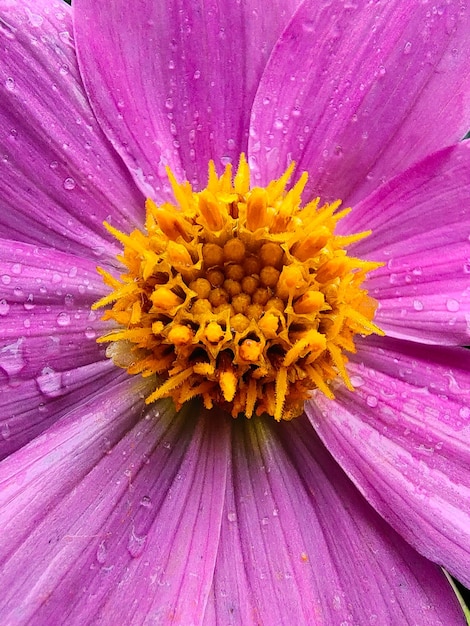 A closeup of a yellow pistil in the middle of a pink flower