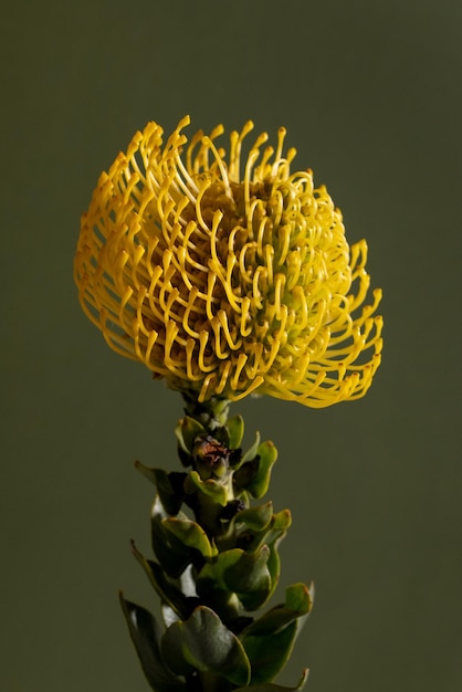 Closeup yellow protea in bloom macro leucospermum super gold on green background