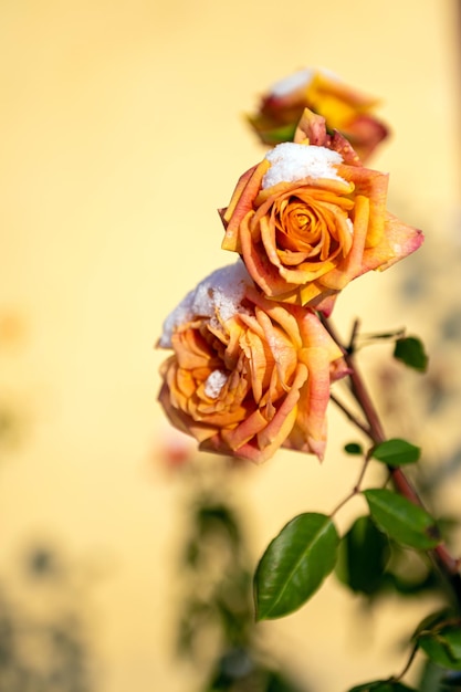 Closeup of a yellow snowy rose on a defocused background winter attack in autumn