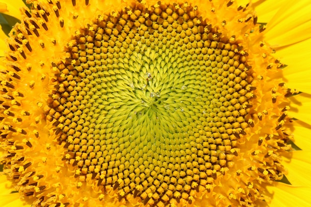 Closeup yellow sunflower pollen