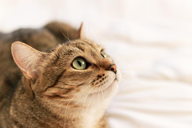 Closeup of a young adorable tabby cat lying on white bed linen and looking up Pet at home