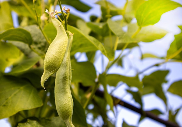 Closeup of young bean plants growing in a field against a blue sky Selective focus