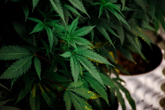 Closeup young cannabis plant and green leave hemp in white potted plant in an organic indoor greenhouse for concept of medical marijuana and THC with CBD