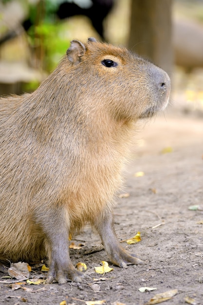 Closeup of a young capybara