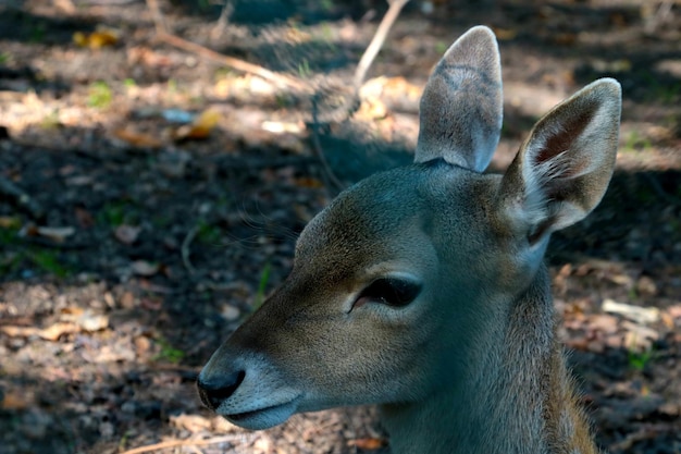 Closeup of a young deer in the forest Wildlife