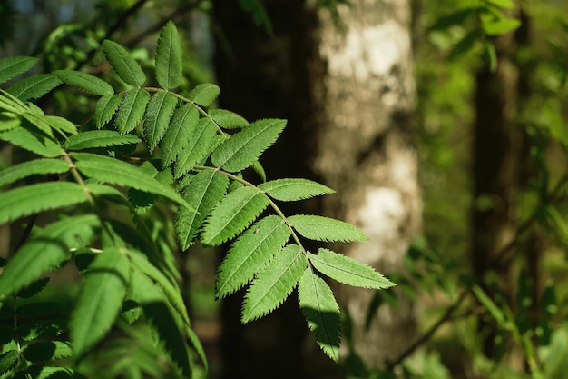 Closeup of young green leaves of rowan or sorbus aucuparia Spring forest in the light of the setting sun spring in northern Europe Nature background idea with copy space