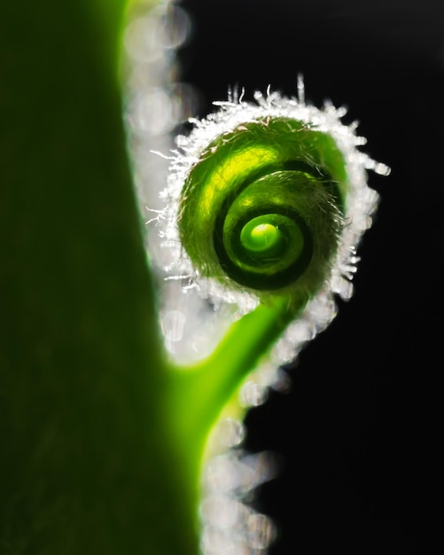 Closeup of a young palm with spirally curved leaves