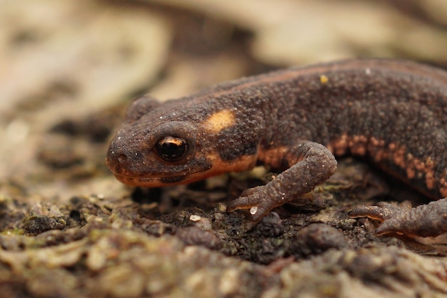 Closeup of a young terrestrial Northern banded newt (Ommatotriton Ophryticus) on wood