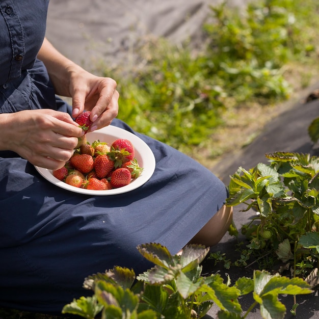 Closeup of young woman's hands picking up organic strawberries on the farm Harvesting