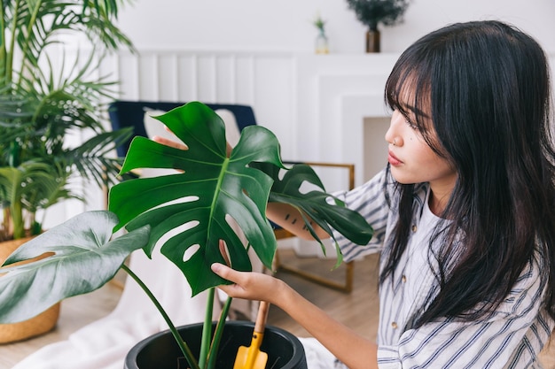 Closeup young women39s hands check the leaf damage of the houseplant Monstera Deliciosa with care Monstera lover at home The concept of plant care