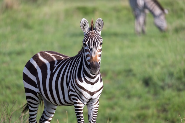 A closeup of a zebra in a national park