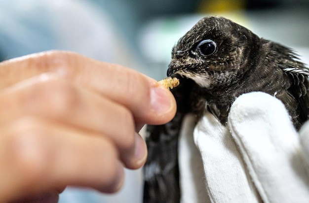 CloseUpofHandFeedingBabyBirdinVeterinaryCareWildlifeRescueConcept