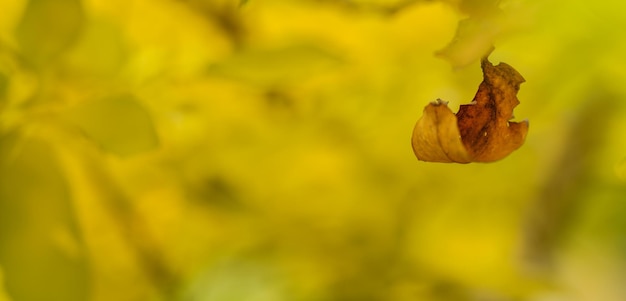 Closup of brown orange autumn leaf fall nature view on blurred background in garden with copy space using as background cover page concept