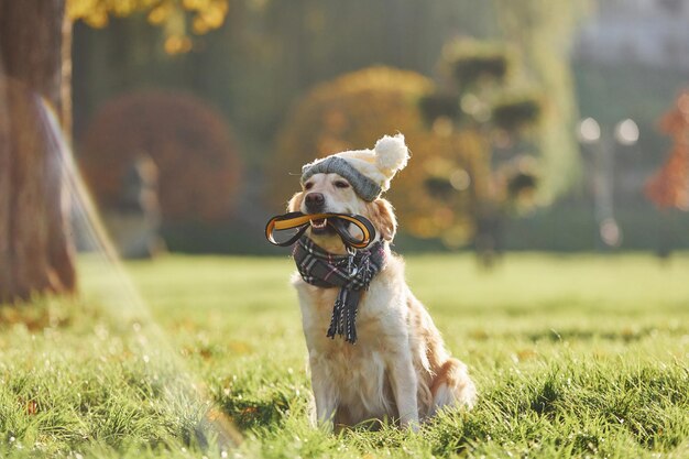 In clothes Beautiful Golden Retriever dog have a walk outdoors in the park