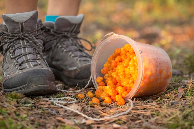 Cloudberries spill out of the bucket on the ground in the forest, and nearby there is a person in the shoes