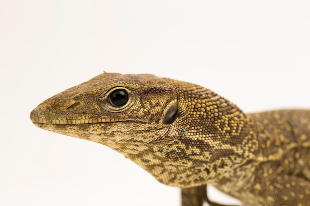 The clouded monitor lizard (Varanus nebulosus) isolated on white background