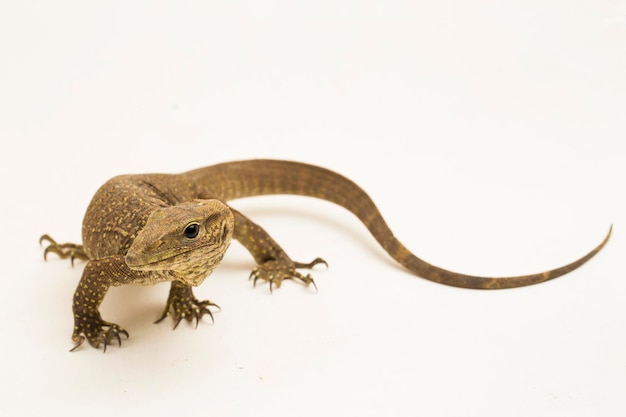 The clouded monitor lizard (Varanus nebulosus) isolated on white background