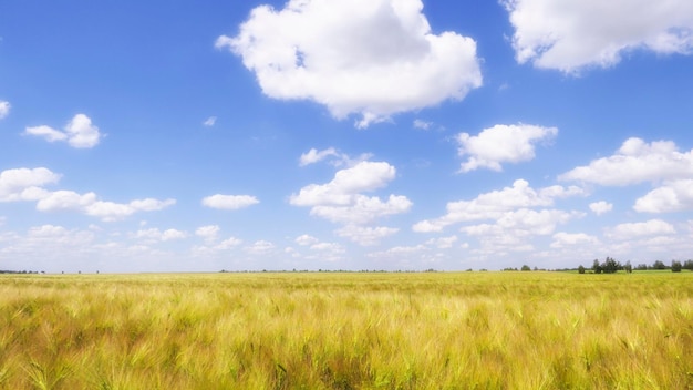 Clouds in the blue sky over the millet field