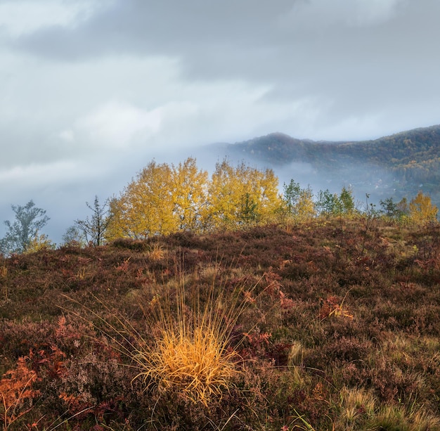 Cloudy and foggy early morning autumn meadow scene Peaceful picturesque traveling seasonal nature and countryside beauty concept scene Carpathian Mountains Ukraine