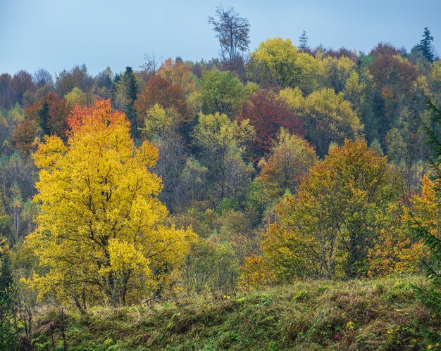 Cloudy and foggy morning autumn meadow scene Peaceful picturesque traveling seasonal nature and countryside beauty concept scene Carpathian Mountains Ukraine