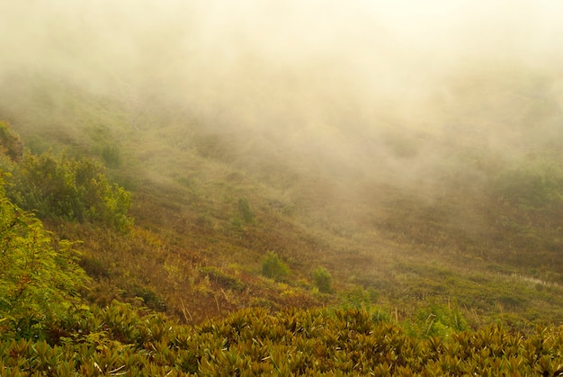 Cloudy haze and shreds of fog low over wet vegetation in a gloomy mountain valley in rainy weather